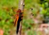 Libellule (07/05/2012)