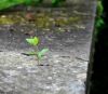 Jeune pousse (17/05/2012)
