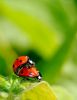 Un amour de coccinelles (26/05/2012)