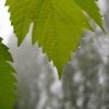 Rosée sur feuilles de vigne (24/05/2012)