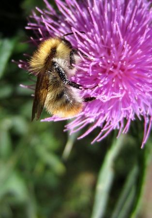 Repos de l'abeille (04/08/2012)